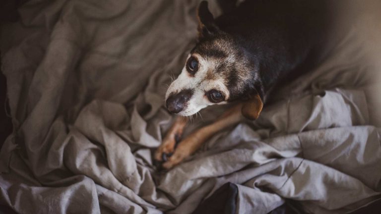 Everything you need to know about loving a senior dog