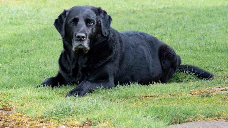 Reason’s Why To Adopt A Senior Pet