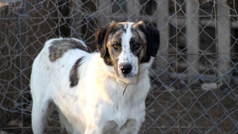 Animal Rescue Needs Rescuing